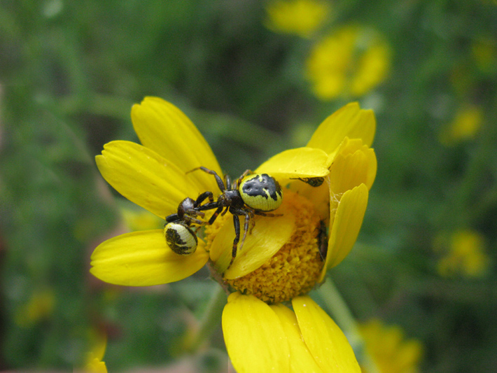 Synema globosum